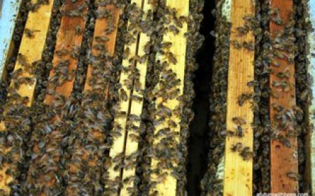 The Science Behind Split Beehives and Colony Expansion