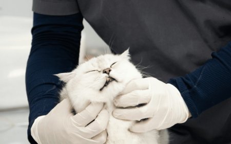 Signs Your Senior Pet Needs Special Health Care: A Guide to Recognizing When It’s Time to Visit the Vet