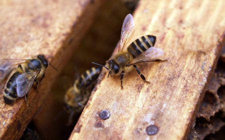 The Difference Between Bees, Wasps, and Hornets: Why It Matters for Removal