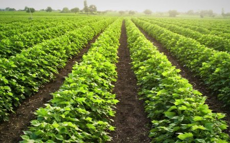 Top Sustainable Aquaculture Innovations You Should Know