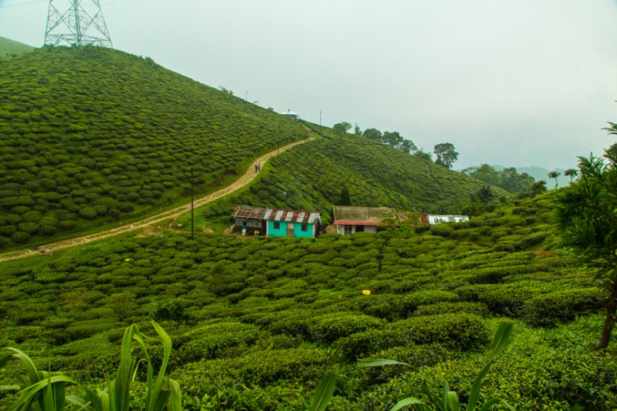 Darjeeling Diaries: A Journey Through the Misty Mountains