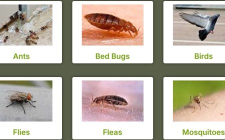Commercial Pest Control Perth: Protect Your Business from Unwanted Guests
