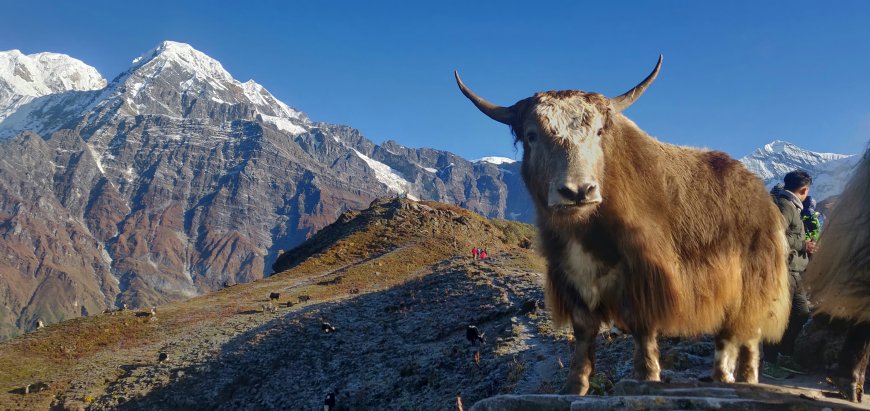 What Makes the Mardi Himal Trek Special Compared to Other Treks?