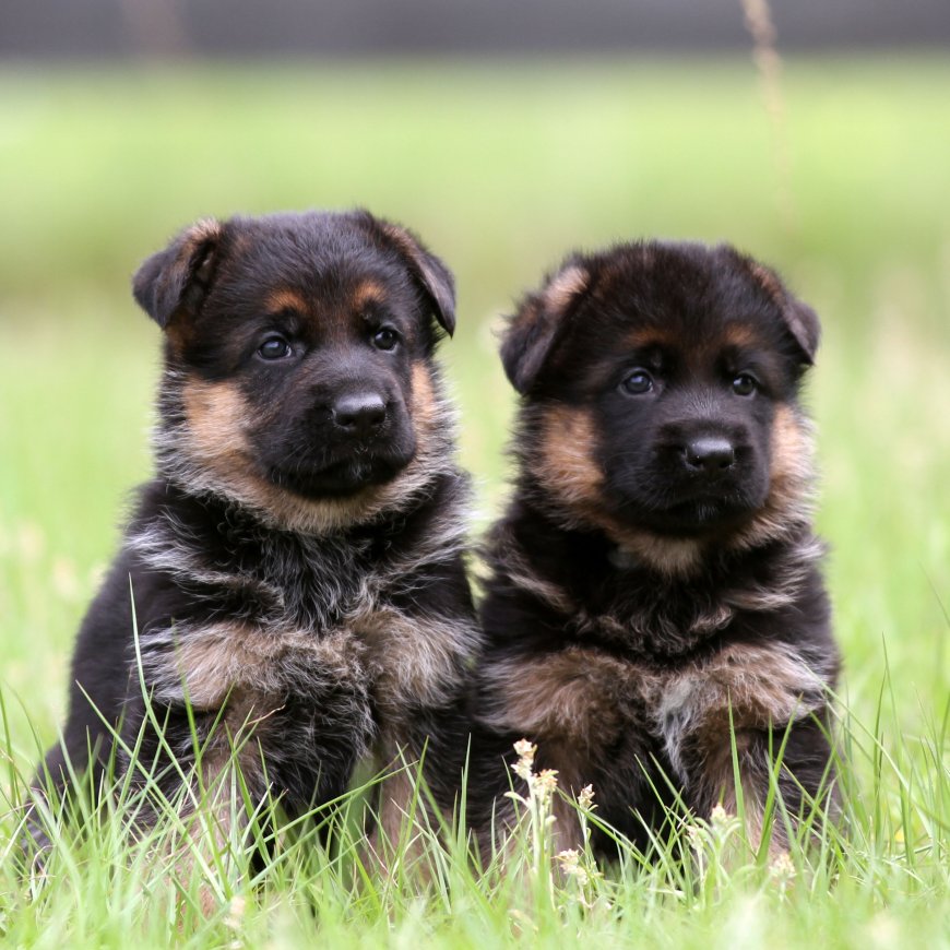 Shepherd Puppies for Sale in Florida | Trusted Breeders & Affordable Prices