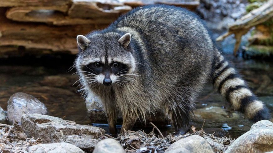 Raccoon Removal Guide: What to Expect from Us